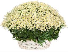 Цветочная композиция из Ромашки в корзине #REPLACE_PRED# Посёлок Центральной усадьбы совхоза Озёры